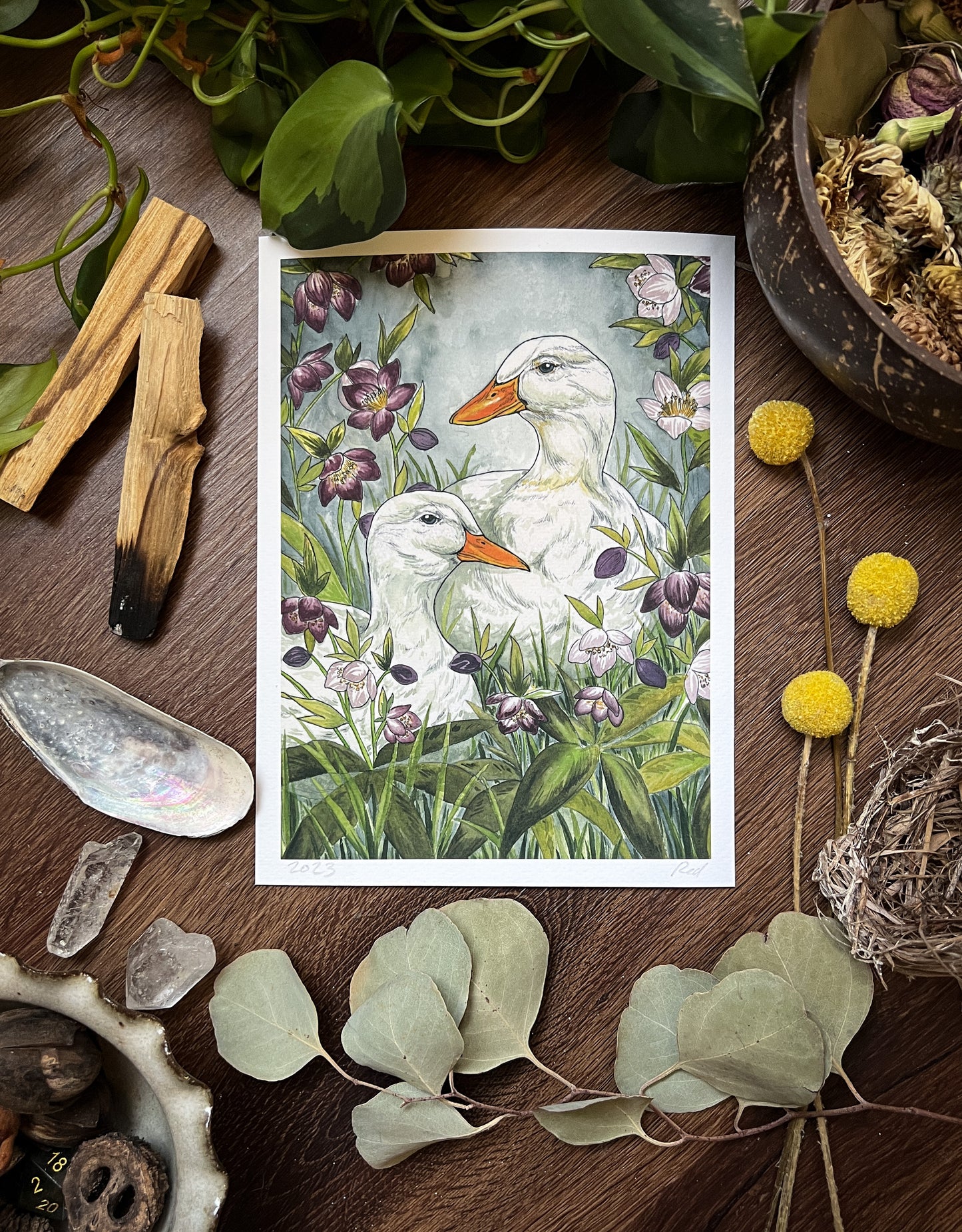 "Ducks in the Hellebores" Watercolor Print