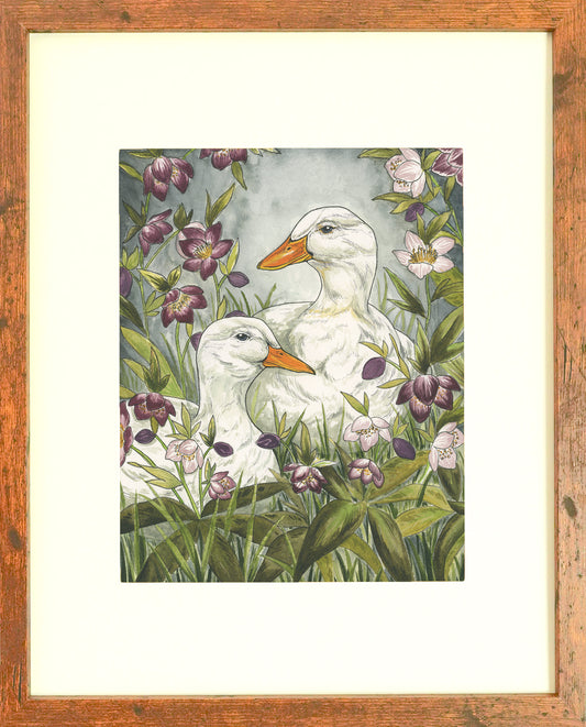 "Ducks in the Hellebores" Archival Print