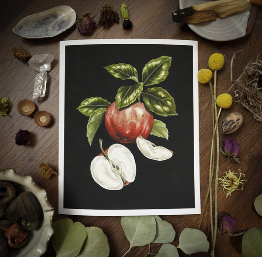 Honeycrisp Apple with black background Giclée print on archival watercolor paper
