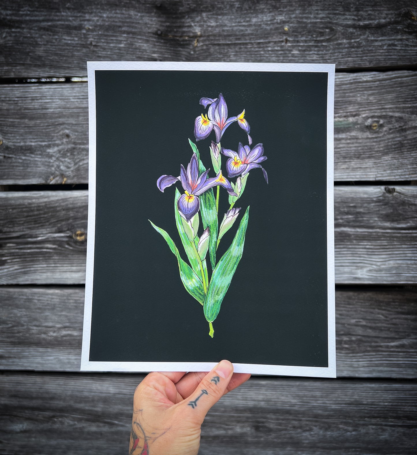 "Virginia Iris" Watercolor Print